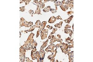 Immunohistochemical analysis of paraffin-embedded human placenta tissue using (ABIN1881403 and ABIN2838826) performed on the Leica® BOND RXm. (Hemoglobin, epsilon 1 (HBe1) (AA 55-83) anticorps)