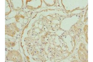 Immunohistochemistry of paraffin-embedded human kidney tissue using ABIN7166332 at dilution of 1:100