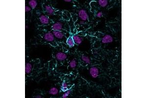 Immunofluorescence Analysis of methanol-fixed human cerebral cortex cryosection stained with CF405S Recombinant Rabbit Anti-GFAP (ASTRO/1974R) (blue) and CF647 Monoclonal Mouse Anti-Histone H1 (HH1/957) (magenta). (Recombinant GFAP anticorps)