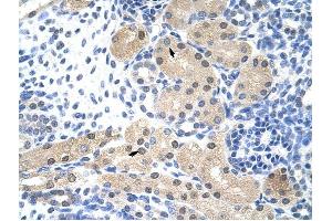 RNASEH2A antibody was used for immunohistochemistry at a concentration of 4-8 ug/ml to stain Epithelial cells of renal tubule (arrows) in Human Kidney. (RNASEH2A anticorps  (Middle Region))