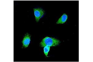 IF analysis of GST3/GST pi using anti-GST3/GST pi antibody (ABIN3042437). (GSTP1 anticorps  (AA 2-210))