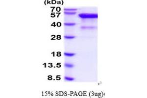 SDS-PAGE (SDS) image for Tumor Necrosis Factor Receptor Superfamily, Member 14 (TNFRSF14) (AA 39-202) protein (hIgG-His-tag) (ABIN6387831)