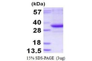 Image no. 1 for TatD DNase Domain Containing 3 (TATDN3) protein (His tag) (ABIN1098282) (TATDN3 Protein (His tag))