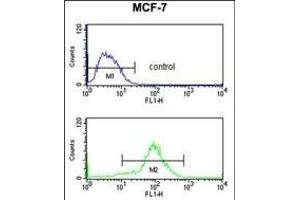 HCCA2 Antibody (N-term) (ABIN653299 and ABIN2842801) flow cytometry analysis of MCF-7 cells (bottom histogram) compared to a negative control cell (top histogram).