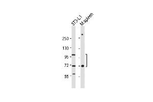 All lanes : Anti-CD36 Antibody (Center) at 1:1000 dilution Lane 1: 3T3-L1 whole cell lysate Lane 2: Mouse spleen whole tissue lysate Lysates/proteins at 20 μg per lane. (CD36 anticorps  (AA 213-242))