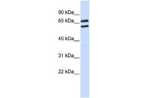 TRIML1 antibody used at 1 ug/ml to detect target protein. (TRIML1 anticorps  (Middle Region))