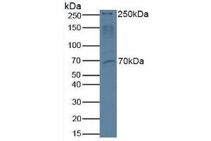 Western blot analysis of Human HeLa cells. (MTOR anticorps  (AA 2226-2488))