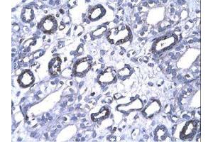 Image no. 3 for anti-Forkhead Box P1 (FOXP1) (AA 223-270) antibody (ABIN202867)