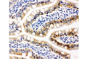 IHC-P: Peroxiredoxin 3 antibody testing of rat intestine tissue