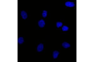 Confocal Immunofluorescent analysis of SK-OV-3 cells using CF488-labeled Isotype Control Mouse Monoclonal Antibody IgG1-(Green). (EpCAM anticorps  (N-Term) (CF®488A))