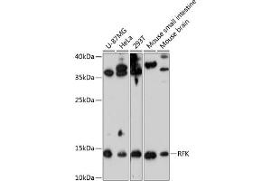 Western blot analysis of extracts of various cell lines, using RFK antibody (ABIN6128627, ABIN6146889, ABIN6146890 and ABIN6224905) at 1:3000 dilution.