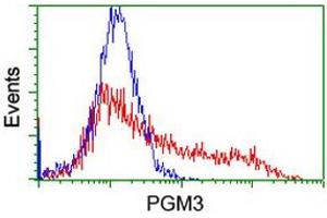 HEK293T cells transfected with either RC201522 overexpress plasmid (Red) or empty vector control plasmid (Blue) were immunostained by anti-PGM3 antibody (ABIN2455901), and then analyzed by flow cytometry. (Phosphoglucomutase 3 anticorps)