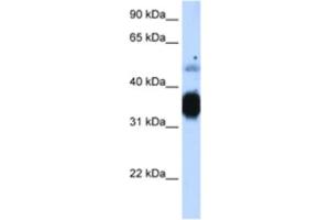 Western Blotting (WB) image for anti-Fast Skeletal Troponin T (TNNT3) antibody (ABIN2463422) (TNNT3 anticorps)