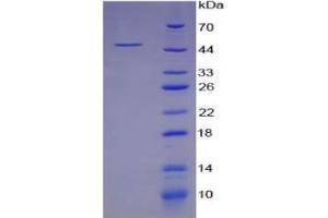 SDS-PAGE of Protein Standard from the Kit (Highly purified E.