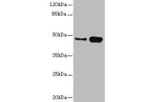 Western blot All lanes: CSNK1G2 antibody at 4. (Casein Kinase 1 gamma 2 anticorps  (Isoform gamma 2))