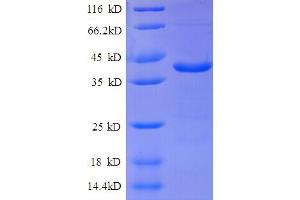 SDS-PAGE (SDS) image for ATPase, H+ Transporting, Lysosomal 14kDa, V1 Subunit F (ATP6V1F) (AA 1-119), (full length) protein (GST tag) (ABIN5712163) (ATP6V1F Protein (AA 1-119, full length) (GST tag))