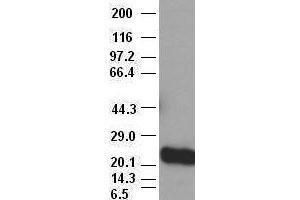 Noggin antibody (1H8) at 1:40000 + Recombinant human Noggin (NOG anticorps  (AA 28-232))