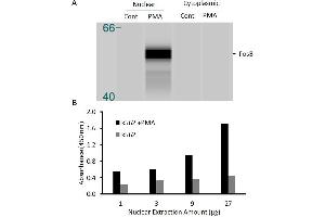 Transcription factor assay of fosB from nuclear extracts of K562 cells or K562 cells treated with PMA (50 ng/ml) for 3 hr. (FOSB Kit ELISA)