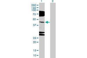 Western Blot analysis of NR2E1 expression in transfected 293T cell line by NR2E1 MaxPab polyclonal antibody.