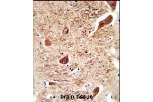 CORO7 antibody (N-term) (ABIN654722 and ABIN2844411) immunohistochemistry analysis in formalin fixed and paraffin embedded human brain tissue followed by peroxidase conjugation of the secondary antibody and DAB staining. (Coronin 7 anticorps  (N-Term))