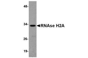 Image no. 1 for anti-Ribonuclease H2, Subunit A (RNASEH2A) (Internal Region) antibody (ABIN341722)