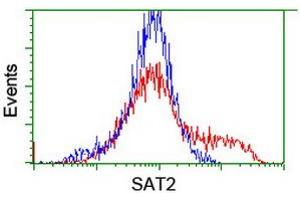 Image no. 7 for anti-Spermidine/Spermine N1-Acetyltransferase 2 (SAT2) antibody (ABIN1500807)