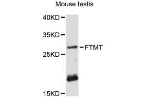 Western blot analysis of extracts of mouse testis, using FTMT antibody (ABIN6293135) at 1:3000 dilution. (Ferritin Mitochondrial anticorps)