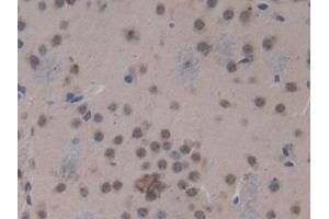 Used in DAB staining on fromalin fixed paraffin- embedded kidney tissue (HSD17B12 anticorps  (AA 1-312))
