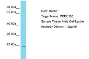 Image no. 1 for anti-Coiled-Coil Domain Containing 153 (CCDC153) (AA 89-138) antibody (ABIN6750785) (CCDC153 anticorps  (AA 89-138))