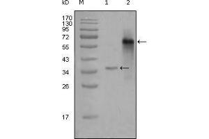 Western Blot showing NCOA3 antibody used against truncated Trx-NCOA3 recombinant protein (1) and truncated NCOA3 (aa1-200)-hIgGFc transfected CHOK1 cell lysate (2). (NCOA3 anticorps  (AA 1-200))