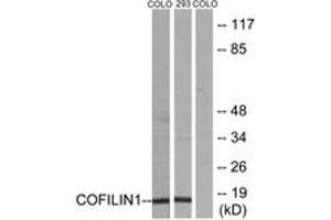 Western blot analysis of extracts from COLO205/293 cells, using Cofilin (Ab-3) Antibody. (Cofilin anticorps  (AA 1-50))