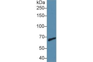 Rabbit Detection antibody from the kit in WB with Positive Control: Human jurkat cell lysate.