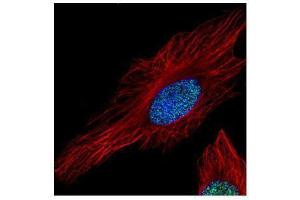 ICC/IF Image Confocal immunofluorescence analysis (Olympus FV10i) of paraformaldehyde-fixed HeLa, using Histone H3.