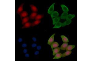 Phospho-HSP70 (Ser153) Antibody staining Hela cells(45 min of heat-shock treatment) by IF/ICC. (HSP70 anticorps  (pSer153))