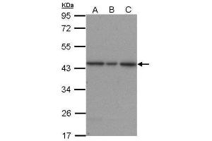 WB Image Sample (30 ug of whole cell lysate) A: A431 B: H1299 C: HepG2 12% SDS PAGE antibody diluted at 1:1500 (ERK2 anticorps  (N-Term))