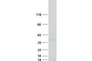 Validation with Western Blot (NKX6-2 Protein (Myc-DYKDDDDK Tag))