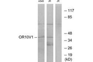 Western blot analysis of extracts from A549/Jurkat cells, using OR10V1 Antibody. (OR10V1 anticorps  (AA 161-210))