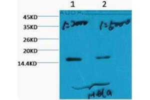 Western Blotting (WB) image for anti-Histone 3 (H3) (H3K79me3) antibody (ABIN3178644) (Histone 3 anticorps  (H3K79me3))