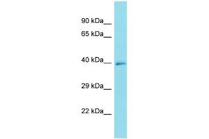 Host: Rabbit Target Name: FRMD6-AS1 Sample Type: U937 Whole Cell lysates Antibody Dilution: 1. (FRMD6-AS1 anticorps  (C-Term))