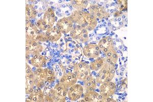 Immunohistochemistry of paraffin-embedded rat kidney using HPD antibody.
