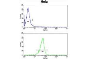 Flow Cytometry (FACS) image for anti-MpV17 Mitochondrial Inner Membrane Protein (MPV17) antibody (ABIN3003896)