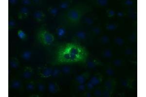 Anti-ALDH1L1 mouse monoclonal antibody (ABIN2452749) immunofluorescent staining of COS7 cells transiently transfected by pCMV6-ENTRY ALDH1L1 (RC213720). (ALDH1L1 anticorps)