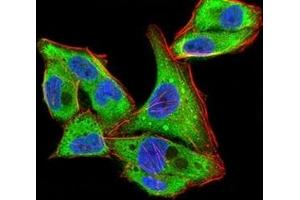 Immunofluorescence analysis of Hela cells using YWHAB mouse mAb (green).