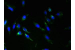 Immunofluorescent analysis of Hela cells using ABIN7168248 at dilution of 1:100 and Alexa Fluor 488-congugated AffiniPure Goat Anti-Rabbit IgG(H+L) (RNF148 anticorps  (AA 208-305))