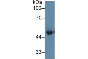 Western Blot; Sample: Mouse Cerebrum lysate; Primary Ab: 1µg/ml Rabbit Anti-Mouse PICK1 Antibody Second Ab: 0. (PICK1 anticorps  (AA 24-229))