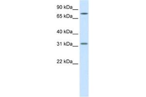 Western Blotting (WB) image for anti-Wingless-Type MMTV Integration Site Family, Member 8B (WNT8B) antibody (ABIN2460735) (WNT8B anticorps)