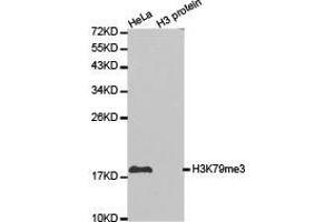 Western blot analysis of extracts of HeLa cell line and H3 protein expressed in E. (Histone 3 anticorps  (H3K79me3))
