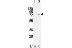 Western blot analysis of Nucleolin antibody and 293 cell lysate (2 ug/lane) either nontransfected (Lane 1) or transiently transfected (2) with the NCL gene.