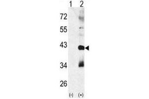 Western blot analysis of MAPK11 antibody and 293 cell lysate (2 ug/lane) either nontransfected (Lane 1) or transiently transfected with the MAPK11 gene (2). (MAPK11 anticorps  (AA 133-161))