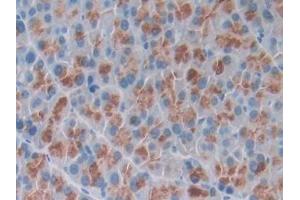 DAB staining on IHC-P; Samples: Mouse Pancreas Tissue (Osteocrin anticorps  (AA 26-130))
